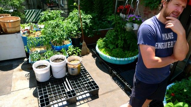 Jake Cirell in the rooftop garden. Behind him is a kiddie pool that has been enlisted to grow tomatoes. âItâs good to find materials to convert into planters,â said Cirell. âOtherwise you start paying hundreds of dollars of planters and soil in exchange for five dollars worth of greens.â